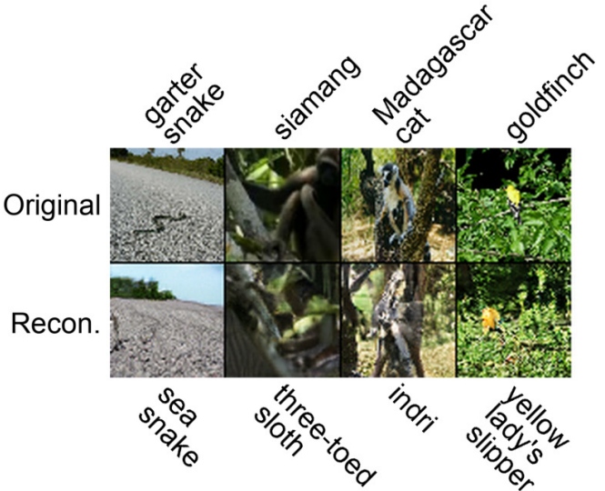 Reconstructions from logits of incorrectly classified images showing preserved visual structure